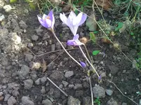 WP_000214.webp