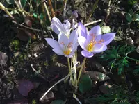 WP_000215.webp