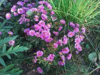 WP_000217.webp
