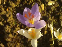 WP_000218.webp