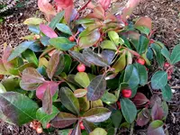 Scheinbeere_015.webp