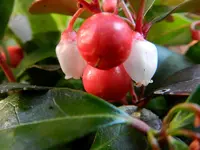 Scheinbeere_013.webp