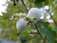 Knallerbsenstrauch_036.webp