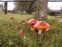 FliegenpilzeOkt1_12.webp