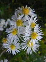Herbstaster_040.webp