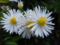 Herbstaster_079.webp