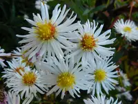 Herbstaster_082.webp