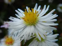 Herbstaster_084.webp