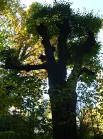 DSC00930.webp