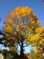 DSC00933.webp