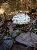 DSC00926.webp