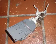 tote maus.webp