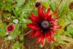 2012_1017Herbst0017 echinacea 1.JPG