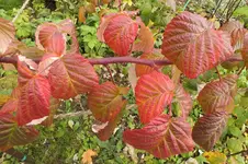 himbeere.webp