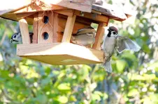 2012_1019Herbst0029 kleiber und sperling.webp