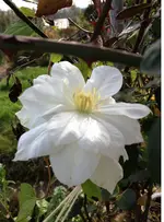 duchesse1.webp