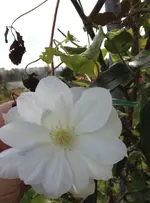 duchesse2.webp