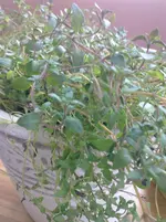 20102012899.webp