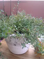 20102012900.webp