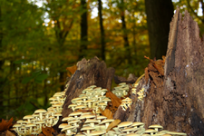 Pilzauflauf_kl.webp