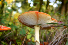 Pilz_3_kl.webp