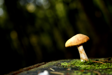 Pilz_2_kl.webp
