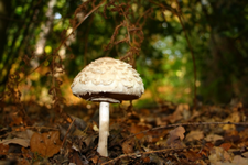 Pilz_1_kl.webp
