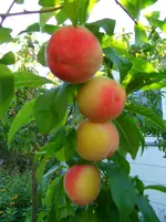 weingarten.pfirsich.webp