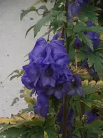 DSCF2599.webp