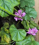 DSC03388 - 2012-10-20 - malve.webp