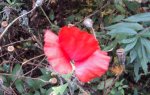 DSC03387 - 2012-10-20 - mohn.JPG