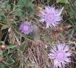 DSC03380 - 2012-10-20 - wiesenflockenblumen.JPG