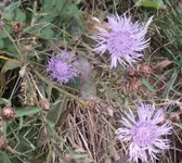 DSC03380 - 2012-10-20 - wiesenflockenblumen.webp