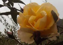 DSC03379 - 2012-10-20 - rose vorn.webp