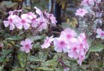 DSC03377 - 2012-10-20 - phlox.JPG