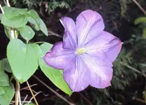 DSC03374 - 2012-10-20 - clemi.webp
