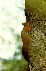 Eichhörnchen001.webp