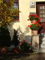 Die Pelargonien halten durch.webp