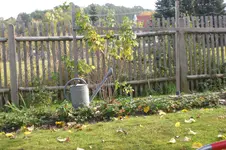 Garten 10 2012 1 002.webp