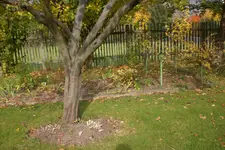 Garten 10 2012 1 004.webp