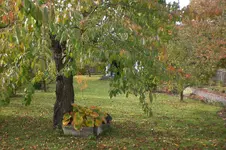 Garten 10 2012 1 008.webp