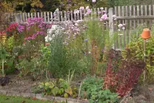Garten 10 2012 1 011.webp