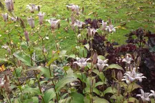 Garten 10 2012 1 015.webp