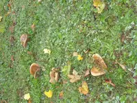 K800_002.webp