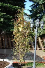 DSC_0202.webp