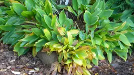 DSCN3908.webp