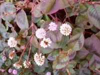001.webp