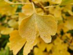 Ginkgo Biloba_025.JPG