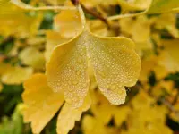 Ginkgo Biloba_025.webp