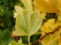Ginkgo Biloba_026.webp
